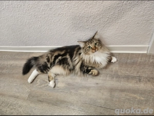 Norwegische Waldkatzen