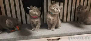 4 Reinrassige BkH suchen ein liebevolles Zuhausee 