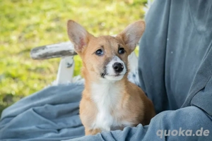 Chip-Nr. 256671 - Der kleine Hundemann sucht unbedingt ein eigenes, liebevolles Zuhause