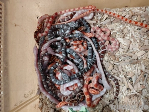 Kornnatterbabys Kornnattern