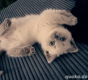 Britisch Kurzhaar Kitten abzugeben 