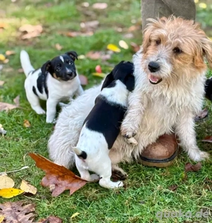 Jack Russell Terrier Welpen zur Adoption