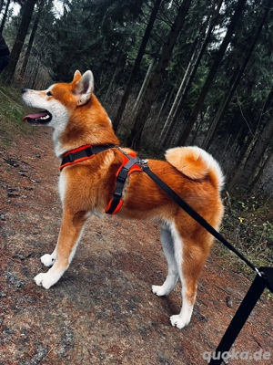 Biete Einen Akita inu an 