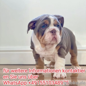 Englische Bulldogge welpen