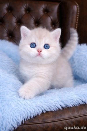 BKH Kitten mit exelente Stammbaum lilac golden Odd DBE