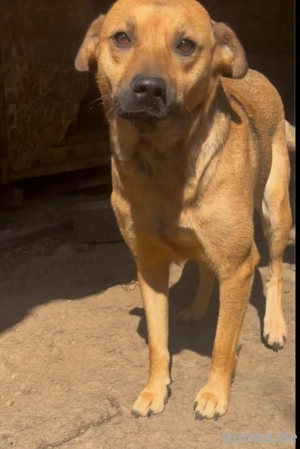 Traumhund sucht Für-immer-Zuhause