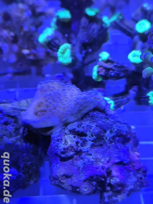 Montipora Australiensis