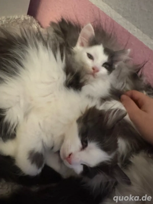 Perser Mix Kitten   Babykatze