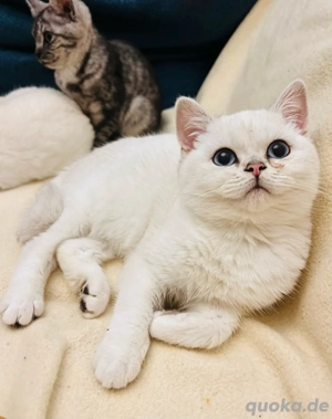 BKH rassen Kitten mit Untersuchung