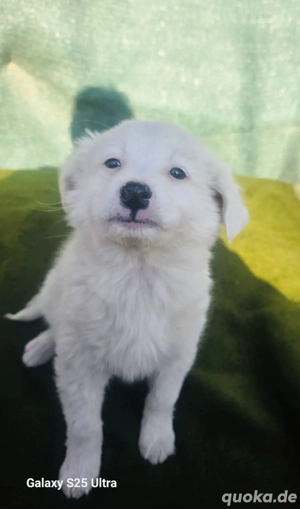 Kokonimix Tobi sucht ein Zuhause 