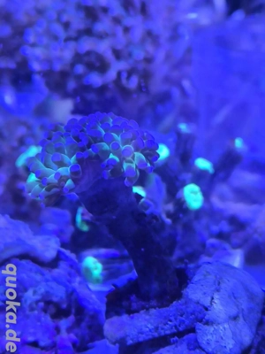 Euphilia Paraancora Multicolor