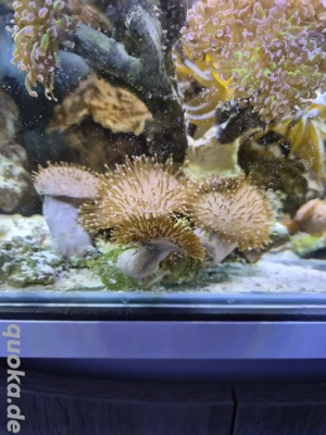 Sacrophyton Ehrenbergi