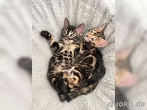 Bengal Kitten mit Stammbaum WatsApp  015215784334