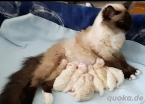 Heilige Birma Kitten