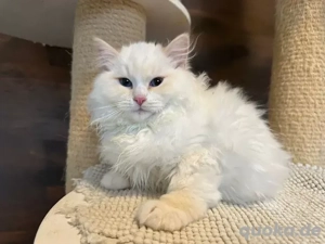 Ragdollkitten mit Stammbaum blue bico und red mitted