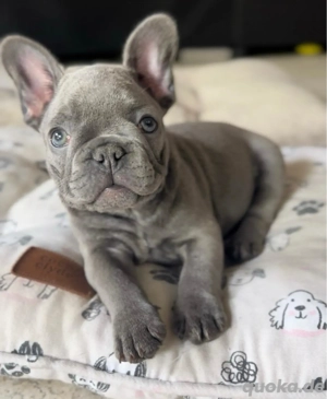 Wunderbar süße französische Bulldoggen Welpen Bild 4