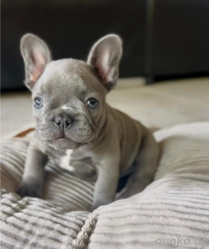 Wunderbar süße französische Bulldoggen Welpen Bild 5