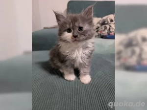 Süße Maine Coon Mädels gehen auf die Suche