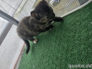 3 Mäuse suchen ein Zuhause