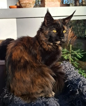 wunderschöne reinrassige black tortie Maine Coon Kätzin  mit Stammbaum