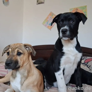 Drei zuckersüße Mischlingswelpen suchen ein neues Zuhause