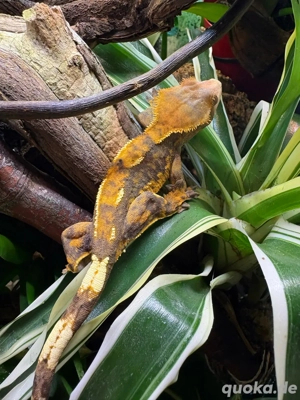    Private Reptilienaufnahme mit Herz   