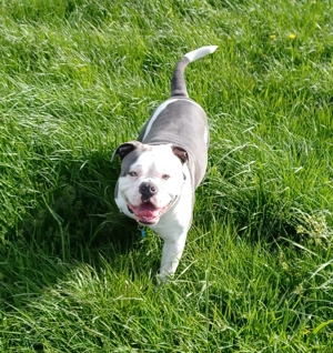 OEB-Rüde   3 Jahre jung