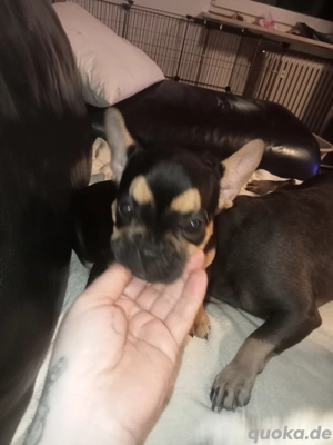 Französische Bulldoggen Welpen Abgabebereit 