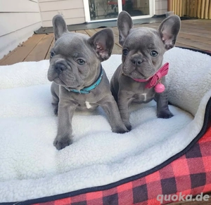 Lesleyynk Französische Bulldoggehn 