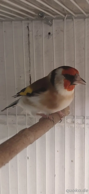 Stieglitz weiblich aus Jahr 2025