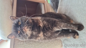 sehr verschmuste Britisch Kurzhaar Katze 