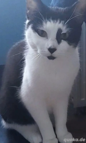 Katze sucht ein neues Zuhause. in liebevolle Hände abzugeben. 