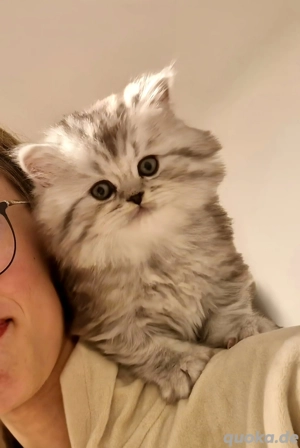 Britisch Langhaare Kitten 