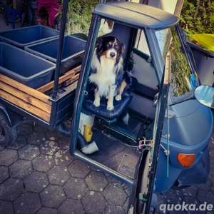 Deckrüde Finn [kein Verkauf]