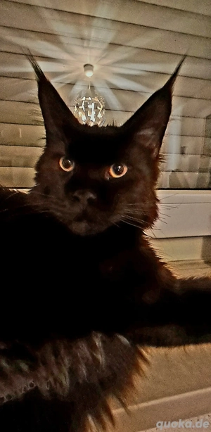 Maine Coon Kater 