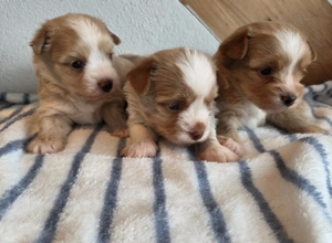 Reinrassige yorkshire terrier golddust rüden 