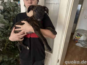 Mischlingshunde suchen neues zu Hause 