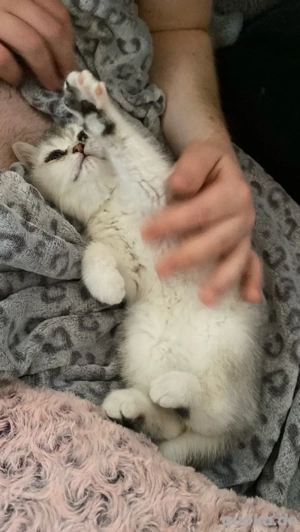 Süße Bkh abzugeben 