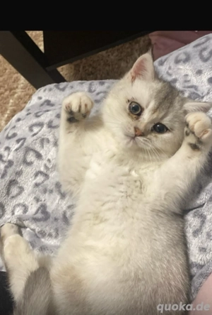 Süße Bkh abzugeben 