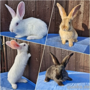 Deutsche Riesen Mix Kaninchen Rammler Stallhasen
