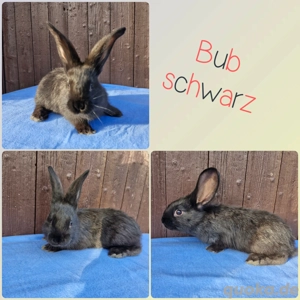Deutsche Riesen Mix Kaninchen Rammler Stallhasen