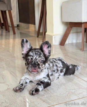 Wunderbar süße französische Bulldoggen Welpen Bild 7
