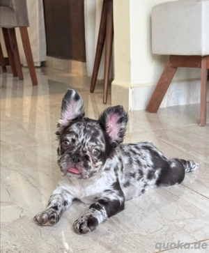 Wunderbar süße französische Bulldoggen Welpen Bild 6