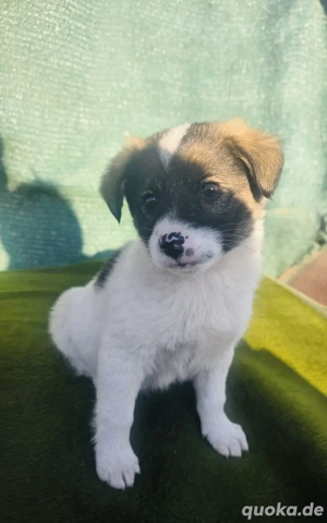 Archi ein Kleiner Kokonimix 