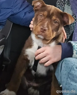 old english bulldogen mix 