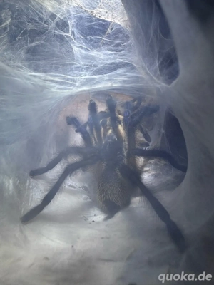 Monocentropus balfouri 1.0