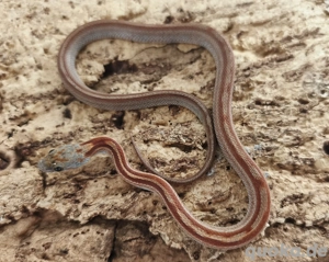 schönes Kornnatter Baby abzugeben