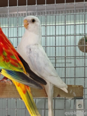 Glanzsittiche 0.01 neophema splendid 