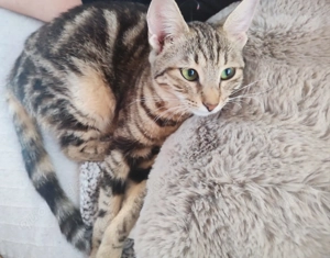 Kätzchen aus dem Tierschutz