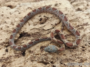 wunderschönes Kornnatter Baby Toffee Bloodred Sunkissed Männchen abzugeben 